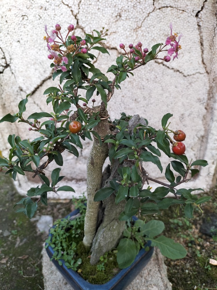 室外绿植盆栽开花结果的美好旅程