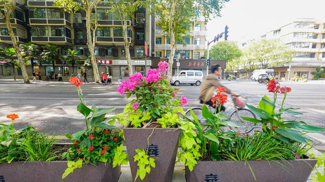 广安市室内花卉绿植盆栽的繁荣与魅力