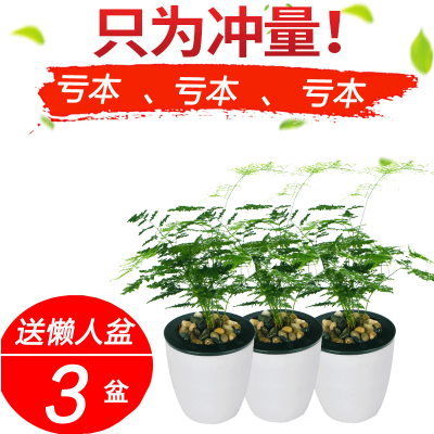 文竹盆栽——室内绿植常青的艺术与生态之美