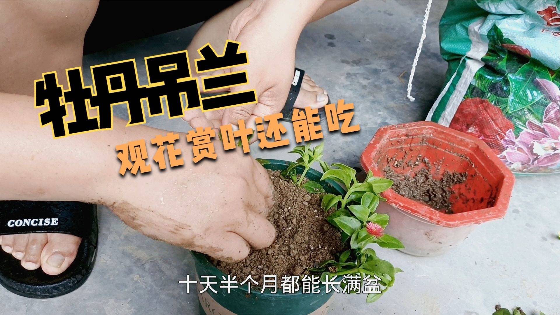 室内桌面绿植盆栽，美化生活与提升生活质量的绿色力量