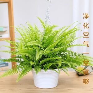 绿植室内盆栽与乔迁新居的完美结合