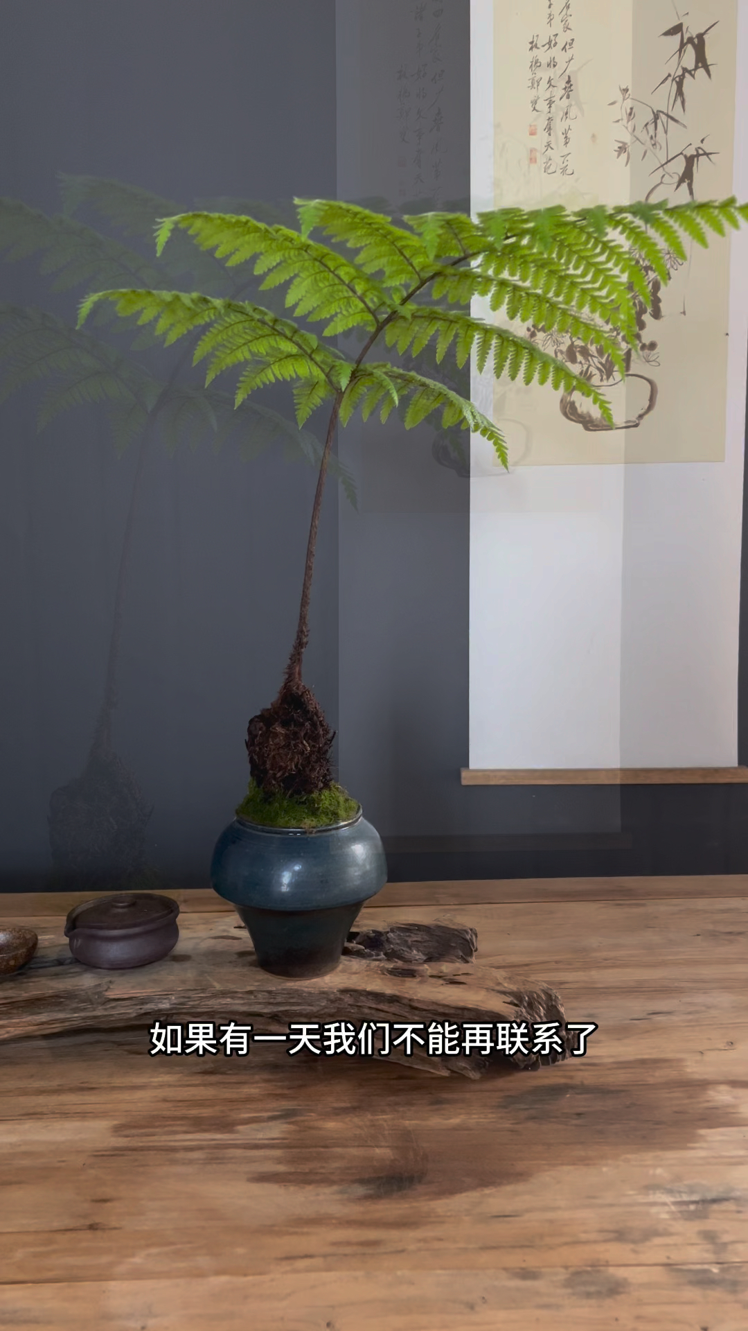 绿植盆栽室内茶桌与水养艺术